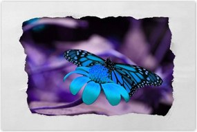 Poszter 60x40 Kék pillangó