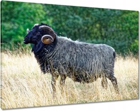 Vászonkép 100x70 Kos a csarnokban a hegyekben