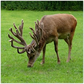 Poszterek 30x30 Szarvas felszarvazott