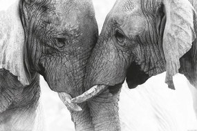 XXL poszter Elephant - Touch, (120 x 80 cm)
