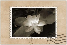 Poszterek 90x60 Lótusz Lótuszvirág