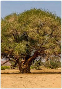 Poszterek 70x100 Fa Kilátás