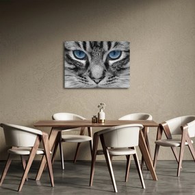 Macska képe (70x50 cm)