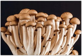 Poszterek 185x125 Gombák az erdőben Közelkép