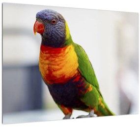 Papagáj képe (üvegen) (70x50 cm)