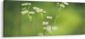 Egy százszorszép képe (120x50 cm)