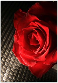 Poszterek 70x100 Vörös rózsa levelekkel