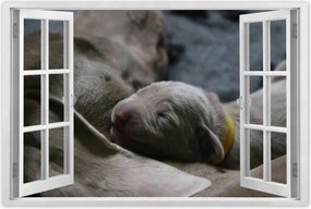 Poszterek 90x60 Kutya Kutyák