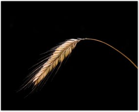 Poszterek 50x40 Kalász rozs gabona arany