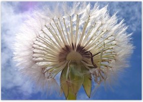 Poszterek 100x70 Pitypang Virág Virágok