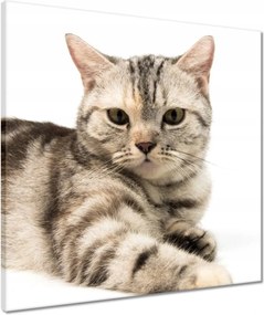 Vászonkép 50x50 Cica Cicák