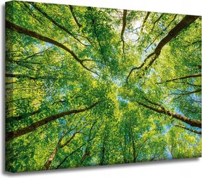 Vászonkép Fák Levelek Természet Erdő Tavasz 40x30 cm