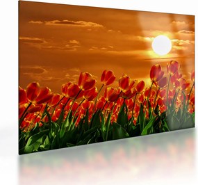 Kép egy virágzó mező tulipánokkal (üvegen) (70x50 cm)