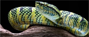 Kép - Wagler csörgőkígyó (120x50 cm)