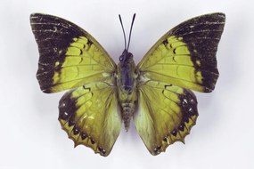 Poszter 30x20cm Pillangó fehér alapon 7, Assaf Frank