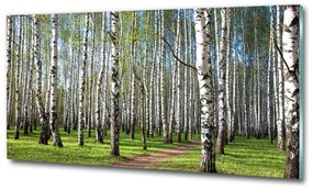 Üvegfotó Nyírfa erdő osh-64516023