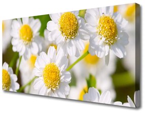 Vászonkép falra Daisy Flowers Nature 100x50 cm
