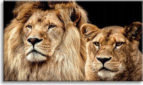 Vászonkép Oroszlán pár portré Vadság pár 100x80 cm