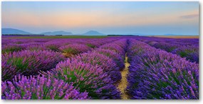 Fotó kép edzett üveg Levendula mező 140x70