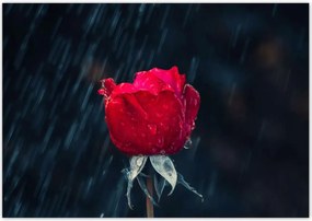 Poszterek 100x70 Rózsa Virág Virágok Rózsa