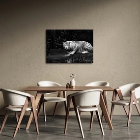 Kép - albínó tigris, fekete-fehér (70x50 cm)