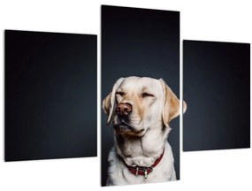 Labrador képe (90x60 cm)