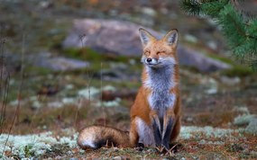 Fotográfia Fox Zen - Algonquin Park, Jim Cumming