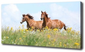 Vászonkép Két ló vágtában oc-71484450
