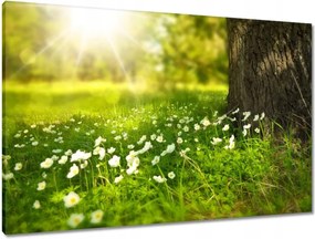 Vászonkép 90x60 Sugár a réten