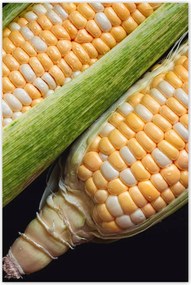 Poszterek 80x120 Két kukoricacsutka
