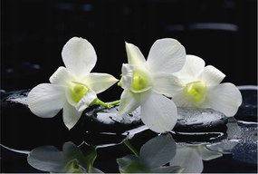 Flizelin tapéta Divatos 3D fali ragasztó Virágok kövek 104x70 Ragasztó