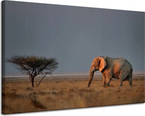 Vászonkép Elefánt szavanna Afrika Ég Fű 120x80 cm