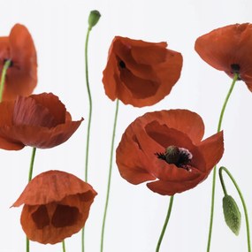 Poszter 30x30cm Pipacsok fehér alapon, Assaf Frank