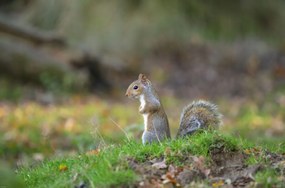 Poszter 86,4x56,8cm Mókus a fűben, Assaf Frank