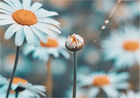 Fotótapéta Fali tapéta Nappaliba Kamilla finomság 312x219 Ragasztó