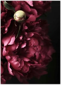 Poszterek 50x70 Gyönyörű lila bazsarózsa