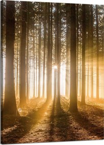Vászonkép Nap az erdőben Fény fák 50x70 cm