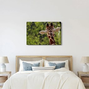 A zsiráf képe hátulról (90x60 cm)