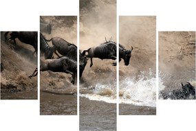Kép - Gnúcsorda (150x105 cm)