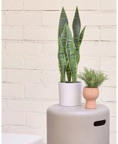 Műnövény (magasság 55 cm) Sansevieria – Kave Home