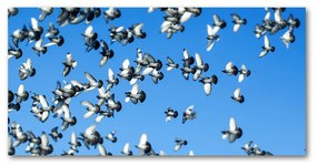 Akrilkép Flock a galambok oah-99282619