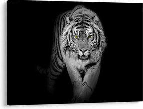 Kép - Sárga szemű tigris (70x50 cm)