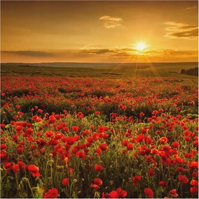 Dekoratív Fotótapéta Hálószobába Pipacs mező 250x250 Ragasztó