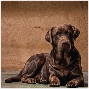 Poszterek 30x30 Barna kutya barát