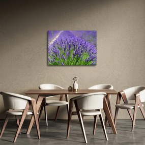 Kép - levandula (70x50 cm)