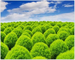 Poszterek 50x40 Zöld tekintet Völgy