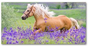 Akrilkép A ló egy levendula mező oah-84450910