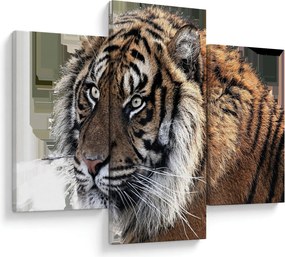 Tigris képe (90x60 cm)