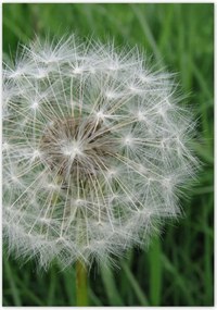 Poszterek 70x100 Pitypang VirĂĄg VirĂĄgok