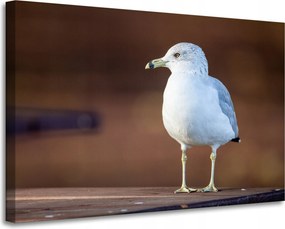 Vászonkép Állatok Madár Tengeri sirály 90x60